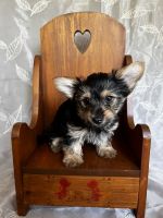 Yorkshire Terrier Puppies for sale in St. Petersburg, FL 33716, USA. price: NA