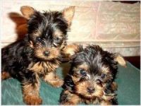 Yorkshire Terrier Puppies for sale in Yellow Springs, OH 45387, USA. price: NA