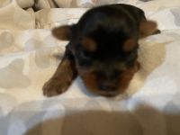 Yorkshire Terrier Puppies for sale in Los Angeles, CA, USA. price: NA