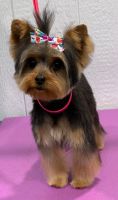 Yorkshire Terrier Puppies for sale in Baldwin, NY 11510, USA. price: NA