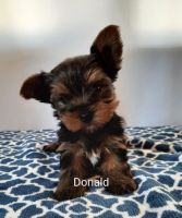 Yorkshire Terrier Puppies for sale in Bluffton, SC, USA. price: NA