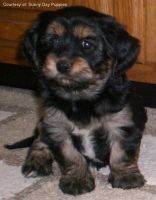 Yorkshire Terrier Puppies for sale in New Orleans, LA, USA. price: NA