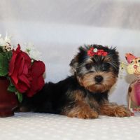 Yorkshire Terrier Puppies for sale in Cromwell, IN 46732, USA. price: NA