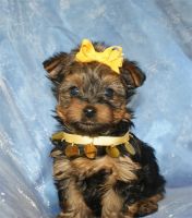 Yorkshire Terrier Puppies for sale in Boca Raton, FL, USA. price: NA