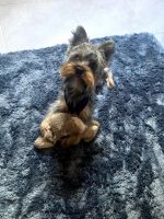 Yorkshire Terrier Puppies for sale in Panorama City, CA 91402, USA. price: NA