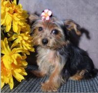 Yorkshire Terrier Puppies for sale in Fairbanks, AK, USA. price: NA