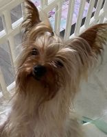 Yorkshire Terrier Puppies for sale in Port St. Lucie, FL, USA. price: NA