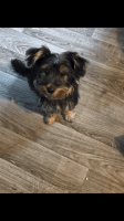 Yorkshire Terrier Puppies for sale in Gladwin, MI 48624, USA. price: NA