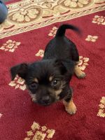 Yorkshire Terrier Puppies for sale in Methuen, MA 01844, USA. price: NA