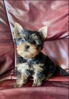 Yorkshire Terrier Puppies for sale in 10001 Sheridan St, Cooper City, FL 33328, USA. price: NA