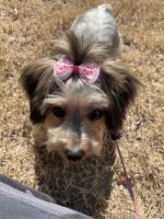Yorkshire Terrier Puppies for sale in Wake Forest, NC 27587, USA. price: NA