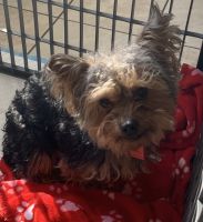 Yorkshire Terrier Puppies for sale in Redford Union School District, Redford Charter Twp, MI, USA. price: NA