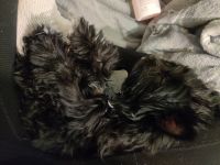 Yorkshire Terrier Puppies for sale in Morris, MN 56267, USA. price: NA