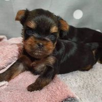 Yorkshire Terrier Puppies for sale in Brooklyn, OH, USA. price: NA