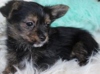 Yorkshire Terrier Puppies for sale in Southeast Kansas, KS, USA. price: NA
