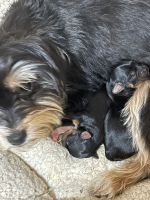 Yorkshire Terrier Puppies for sale in Port Murray, Mansfield Township, NJ 07865, USA. price: NA