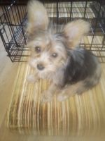 Yorkshire Terrier Puppies for sale in De Kalb, TX 75559, USA. price: NA