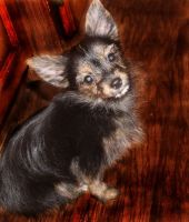 Yorkshire Terrier Puppies for sale in Southeast Kansas, KS, USA. price: NA