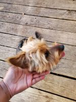 Yorkshire Terrier Puppies for sale in Tulsa, OK 74135, USA. price: NA