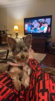 Yorkshire Terrier Puppies for sale in DeLand, FL 32724, USA. price: NA