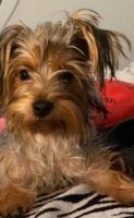 Yorkshire Terrier Puppies for sale in Las Vegas, NV, USA. price: NA