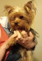 Yorkshire Terrier Puppies for sale in Houston, TX 77092, USA. price: NA