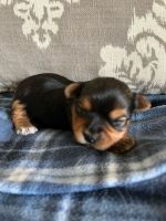 Yorkshire Terrier Puppies for sale in Canyon Lake, TX, USA. price: NA