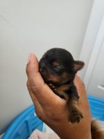 Yorkshire Terrier Puppies for sale in Kissimmee, FL 34746, USA. price: NA