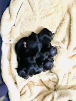 Yorkshire Terrier Puppies for sale in Riverview, FL, USA. price: NA