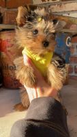 Yorkshire Terrier Puppies for sale in Dallas, TX, USA. price: NA