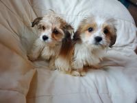 Yorkshire Terrier Puppies for sale in Locust, NC 28097, USA. price: NA