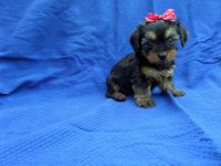 Yorkshire Terrier Puppies for sale in Hacienda Heights, CA, USA. price: NA