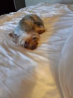 Yorkshire Terrier Puppies for sale in Los Angeles, CA 90057, USA. price: NA