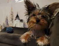 Yorkshire Terrier Puppies for sale in Huddleston, VA 24104, USA. price: NA