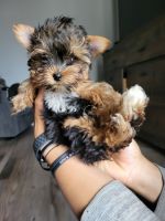 Yorkshire Terrier Puppies for sale in Montclair, CA 91710, USA. price: NA