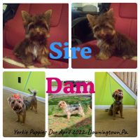 Yorkshire Terrier Puppies for sale in Downingtown, PA 19335, USA. price: NA