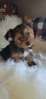 Yorkshire Terrier Puppies for sale in Bloomington, CA, USA. price: NA