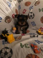 Yorkshire Terrier Puppies for sale in Lake George, NY 12845, USA. price: NA