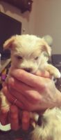 Yorkshire Terrier Puppies for sale in Richmond, KY, USA. price: NA