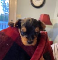 Yorkshire Terrier Puppies for sale in Buckingham County, VA, USA. price: NA
