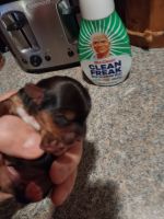 Yorkshire Terrier Puppies for sale in Orleans, IN 47452, USA. price: NA