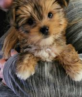 Yorkshire Terrier Puppies for sale in 808 S 21st St, Council Bluffs, IA 51501, USA. price: NA