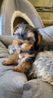 Yorkshire Terrier Puppies for sale in Lubbock, TX, USA. price: NA