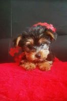 Yorkshire Terrier Puppies for sale in El Paso, TX, USA. price: NA