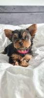 Yorkshire Terrier Puppies for sale in Salem, OR, USA. price: NA