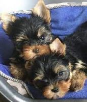 Yorkshire Terrier Puppies for sale in Norman, OK, USA. price: NA