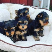 Yorkshire Terrier Puppies for sale in Toledo, OH, USA. price: NA