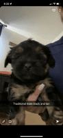 Yorkshire Terrier Puppies for sale in Albuquerque, NM 87116, USA. price: NA