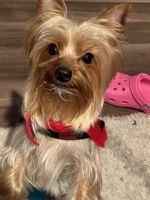 Yorkshire Terrier Puppies for sale in Perry, GA, USA. price: NA