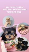 Yorkshire Terrier Puppies for sale in Folsom, CA, USA. price: NA